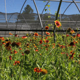 Blanket Flower(Gallardia)  Wildflower Seed Plugs