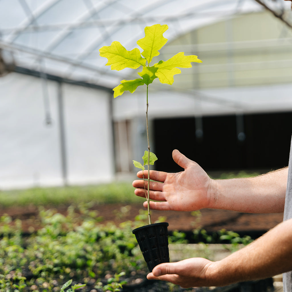 Cherrybark Oak Tree Seedlings for Sale (Quercus pagoda) – Nativ Nurseries