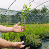 Chickasaw Plum (Prunus angustifolia)