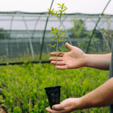 Durand Oak (Quercus durandii)