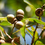 Durand Oak (Quercus durandii)