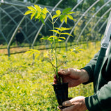 Elderberry  (Sambucus canadensis)