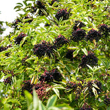 Elderberry with fruit