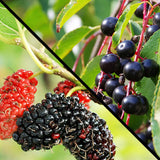 Black Cherry / Mulberry Fruit Tree Package