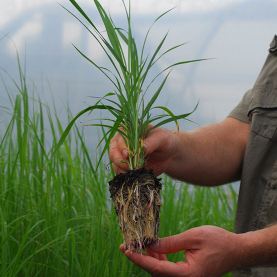 Wildflower & Native Grass Seed Plugs Nativ Nurseries