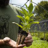 Gray Coneflower Wildflower Seed Plug 6 Pack (Ratibida pinnata)