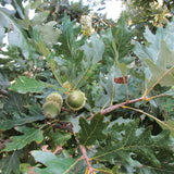 Schuettes (swamp white x bur) Hybrid (Quercus x schuettei)