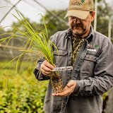 Indiangrass Native Grass Plugs -  Sorghastrum nutans ‘Cheyenne’