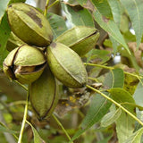 Native Pecan (Carya illinoinensis)