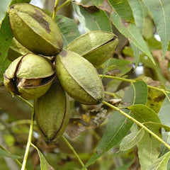 Pekan nut tree | Carya illinoinensis 'Wichita