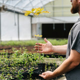 Northern Red x Willow Oak Hybrid (Quercus x heterophylla)