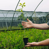 Nuttall Oak (Quercus texana)