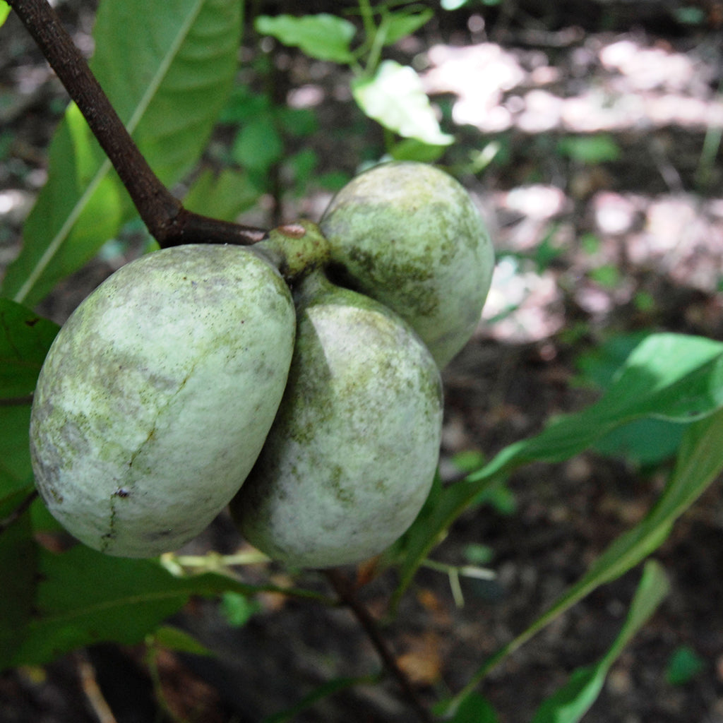American Papaw (Asimina triloba) 10 Pawpaw (Asimina triloba)