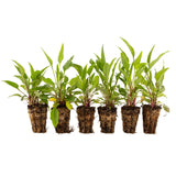 Purple Coneflower Wildflower Seed Plug 6 Pack (Echinacea purpurea)