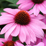 Purple Coneflower Wildflower Seed Plug 6 Pack (Echinacea purpurea)