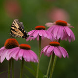 Pocket Prairie Pollinator Garden Package - 12 plugs