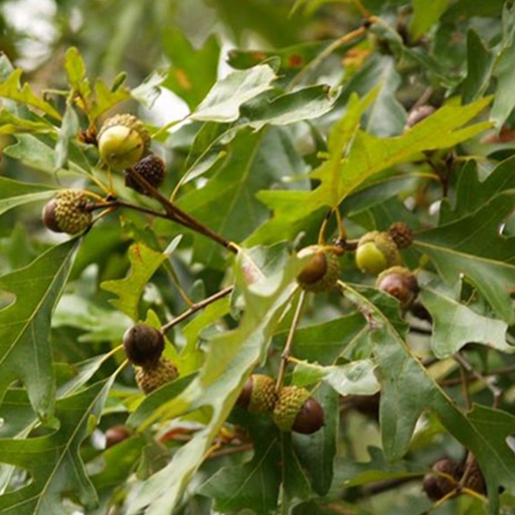 Rainmaker Oak Hybrid Package (Quercus alba x lyrata x 12)