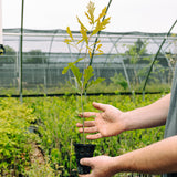 Rainmaker Oak Hybrid (Quercus alba x lyrata)