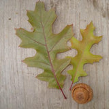 Scarlet Oak (Quercus coccinea)