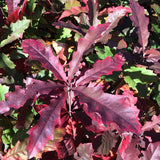 Scarlet x Willow Oak Hybrid (Quercus coccinea x phellos)