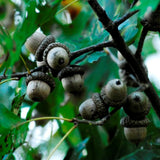 Shumard Oak "Early Drop" (Quercus shumardii)