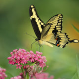 Swamp Milkweed Wildflower Seed 6 Pack Plugs (Asclepias incarnata)