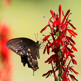 wildflower-plug-cardinal-flower