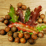Hybrid Oak Tree Bundle