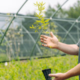 ShuWillow Oak Hybrid (Quercus x moultonensis)