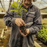 Swamp Milkweed Wildflower Seed 6 Pack Plugs (Asclepias incarnata)