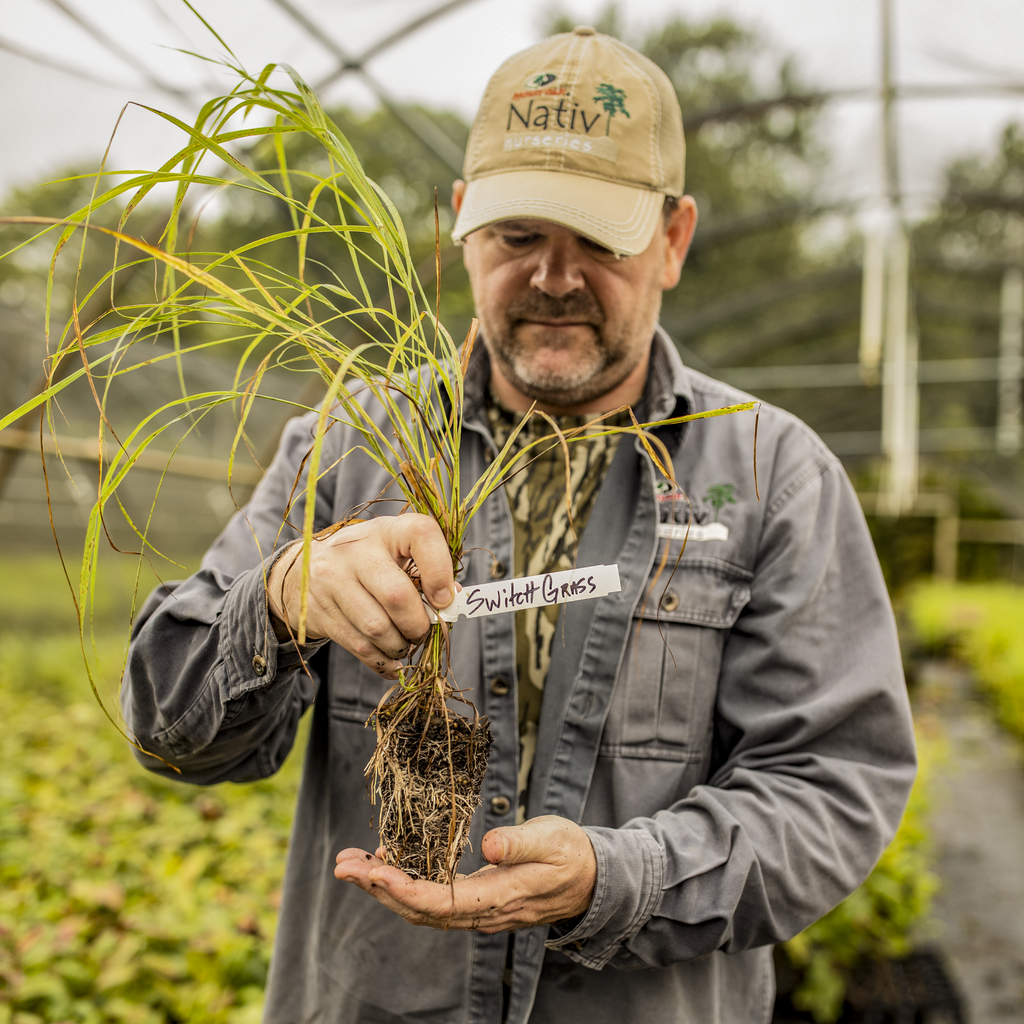 Switchgrass Native Grass Plugs Panicum virgatum ‘Alamo’ Nativ Nurseries