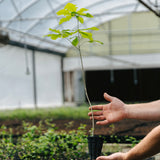 Totten Oak Hybrid (Quercus x tottenii)