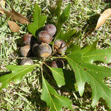 Water x Nuttall Oak Hybrid (nigra x texana)