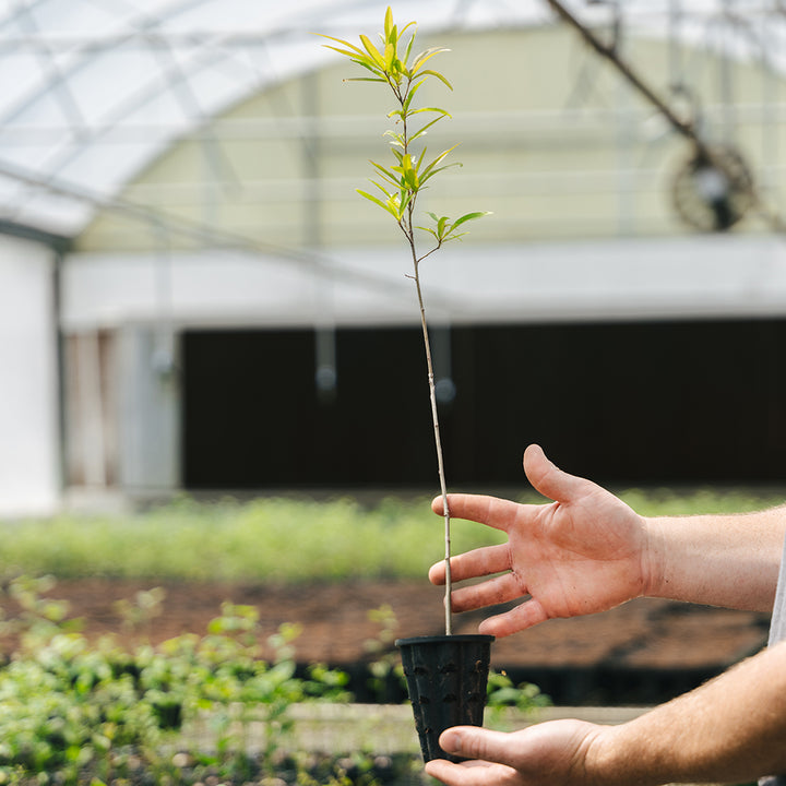 Products – Page 5 – Nativ Nurseries