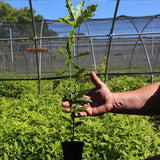 Waverly Hybrid-Putative Quercus x ludoviciana (Q.phellos x falcata)